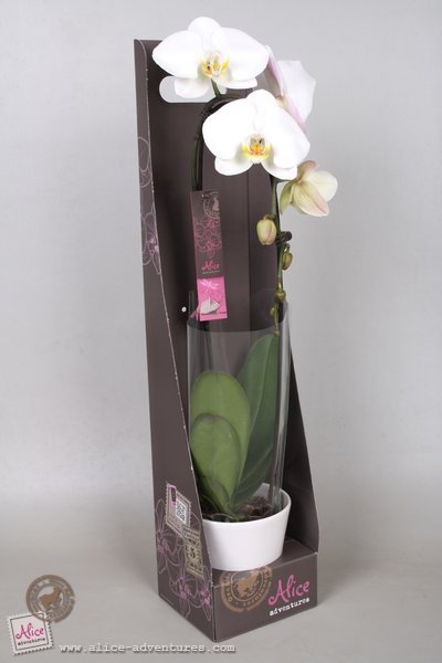 Alice Adventures Phalaenopsis Cascade in showdoos Alice Adventures Phalaenopsis Cascade in showdoos